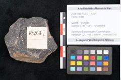 Foto (Objekt + Etikett) von Plantae indet.  (NHMW-GEO-2024-0188-10263)